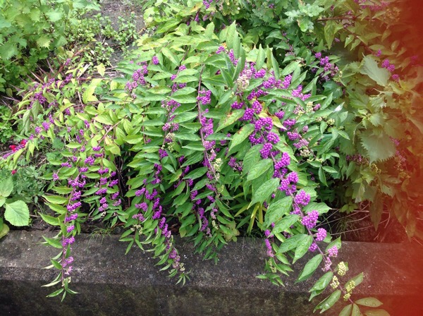 艶やかな紫の実をつける 紫式部 ムラサキシキブ 造花 フェイクグリーンの配達とレンタル 神戸kaen カエン