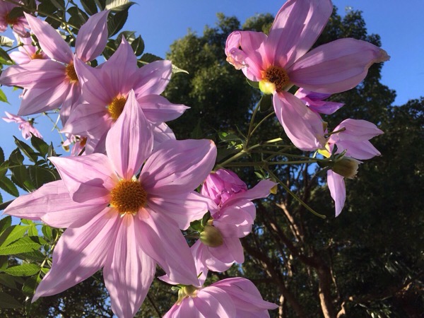晩秋から冬にかけてみる存在感たっぷりのピンク 紫 の花の名前と正体とは 造花 フェイクグリーンの配達とレンタル 神戸kaen カエン