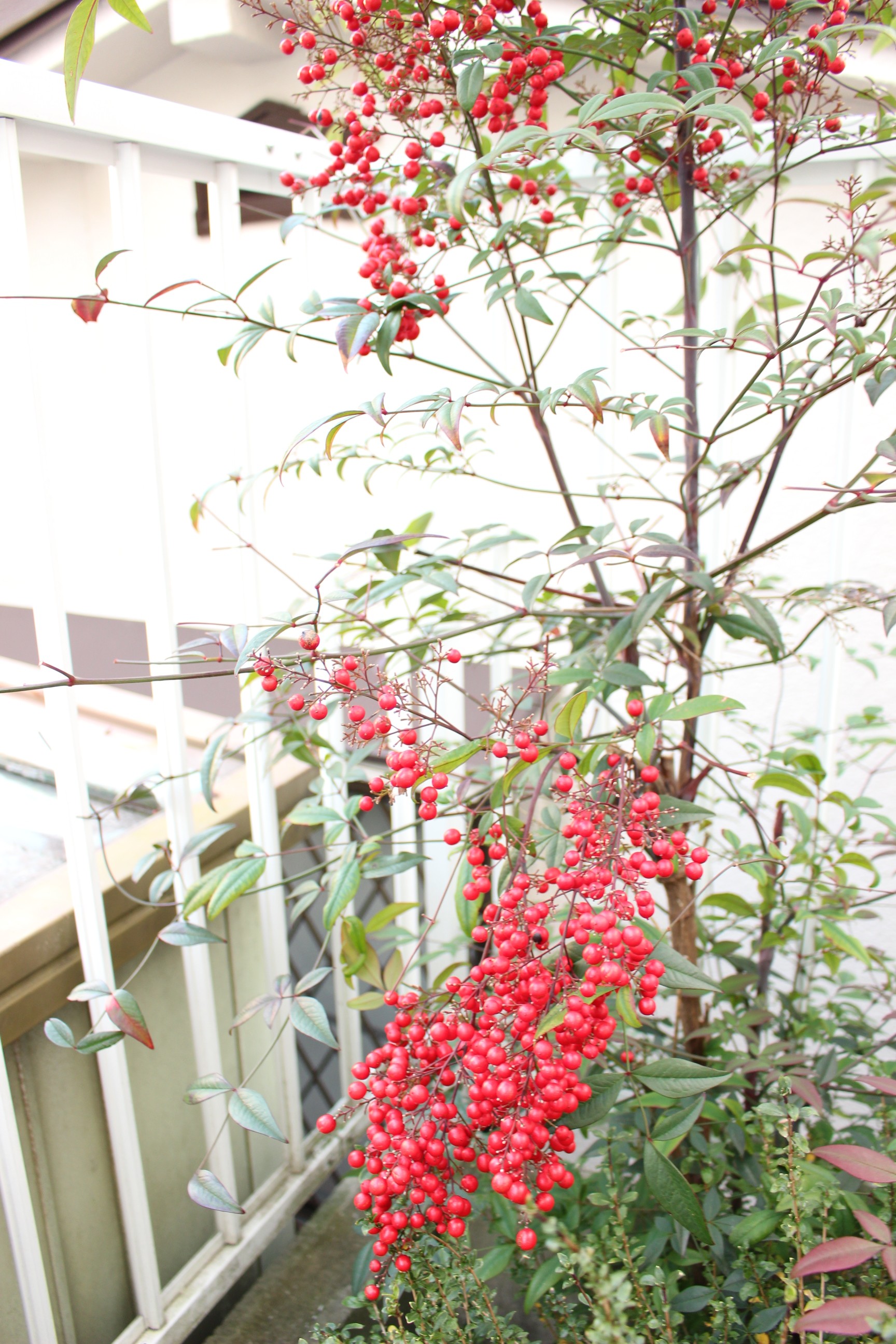 なぜお正月に赤い実の千両 万両 南天が使われるのかその理由と見分け方とは 造花 フェイクグリーンの配達とレンタル 神戸kaen カエン