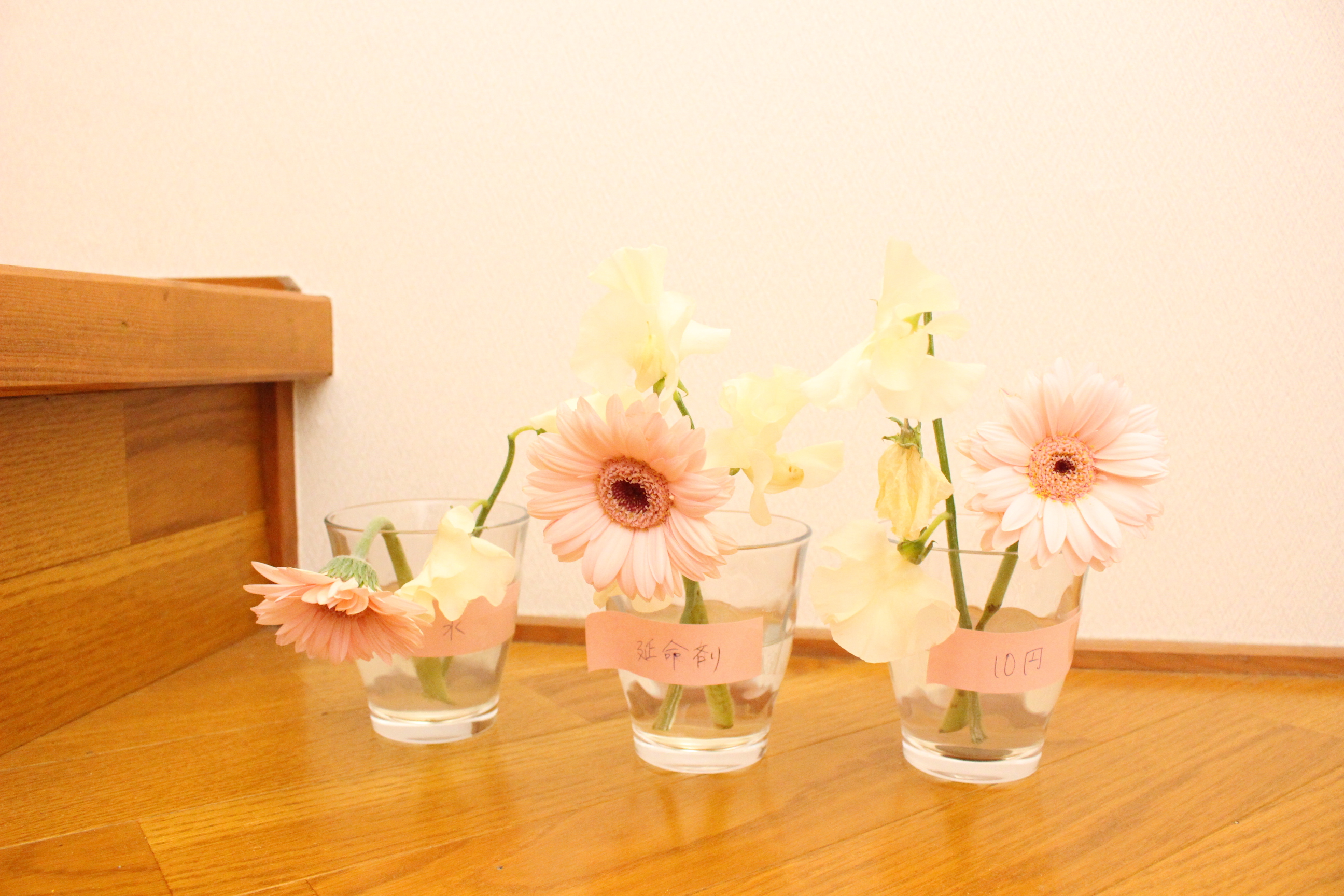 切り花を長持ちさせるという液体の薬 美咲 と10円玉を入れた花は本当に効き目はあるのか試してみた 造花 フェイクグリーンの配達とレンタル 神戸kaen カエン