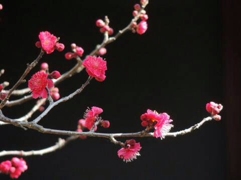 切なすぎる梅の花言葉と由来 そして飛び梅伝説とは 造花 フェイクグリーンの配達とレンタル 神戸kaen カエン