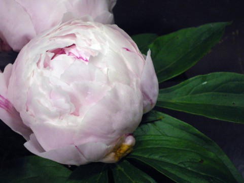 牡丹 ぼたん と芍薬 しゃくやく の違いの見分け方と花言葉とは 造花 フェイクグリーンの配達とレンタル 神戸kaen カエン