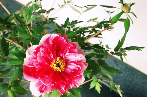 牡丹 ぼたん と芍薬 しゃくやく の違いの見分け方と花言葉とは 造花 フェイクグリーンの配達とレンタル 神戸kaen カエン