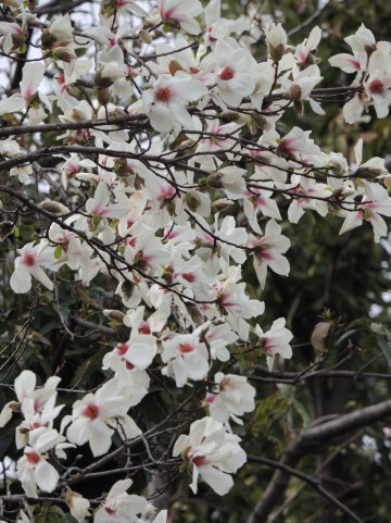 3月になると咲く白い花 モクレン コブシ の違いと見分け方 画像あり と花言葉 手作り雑貨のセレクトショップ明石kaen