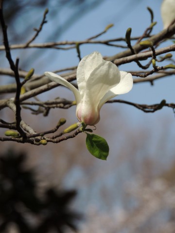 3月になると咲く白い花 モクレン コブシ の違いと見分け方 画像あり と花言葉 手作り雑貨のセレクトショップ明石kaen