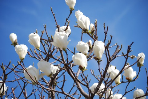 3月になると咲く白い花 モクレン コブシ の違いと見分け方 画像あり と花言葉 造花 フェイクグリーンの配達とレンタル 神戸kaen カエン