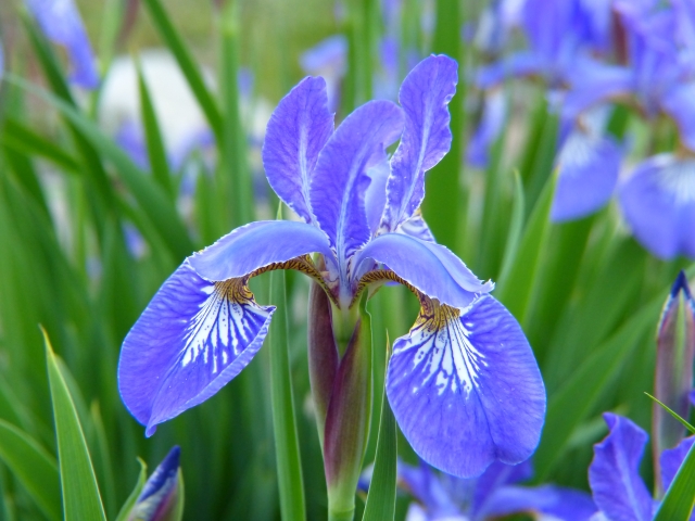 5月に咲く青紫の花、花菖蒲（はなしょうぶ）、菖蒲（あやめ）、杜若 