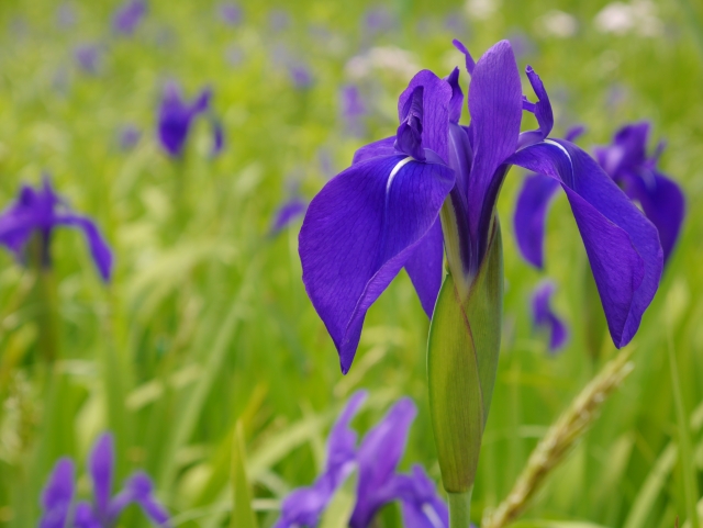5月に咲く青紫の花 花菖蒲 はなしょうぶ 菖蒲 あやめ 杜若 かきつばた の違いと見分け方と 写真有り それぞれの花言葉とは 造花 フェイクグリーンの配達とレンタル 神戸kaen カエン