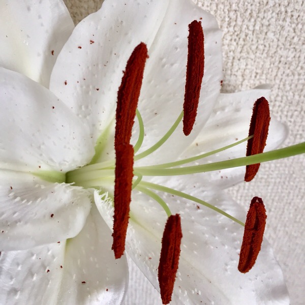 花に関する雑学 服についてしまった花粉はガムテープで簡単に綺麗に取れるらしいので 実験してみた 造花 フェイクグリーンの配達とレンタル 神戸kaen カエン