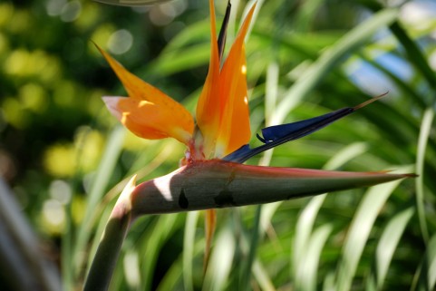 個性的な南国系のオレンジの花 極楽鳥花 ゴクラクチョウカ の名前の由来と花言葉 造花 フェイクグリーンの配達とレンタル 神戸kaen カエン
