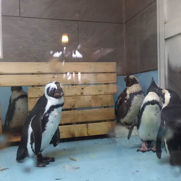 兵庫県三木市にあるペンギンに会えるレストラン スイーツ カフェ バランタイン さんにランチを食べに行ってきました 造花 フェイクグリーンの配達とレンタル 神戸kaen カエン